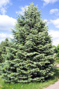 brookhaven tree removal's concolor fir is a great choice for your property to increase value