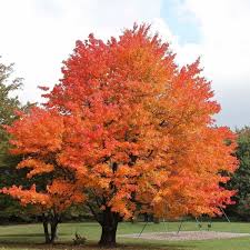 brookhaven tree removal is easy should you have a problematic sugar maple. if not, it's a fine way to maintain the aesthetics for your property.